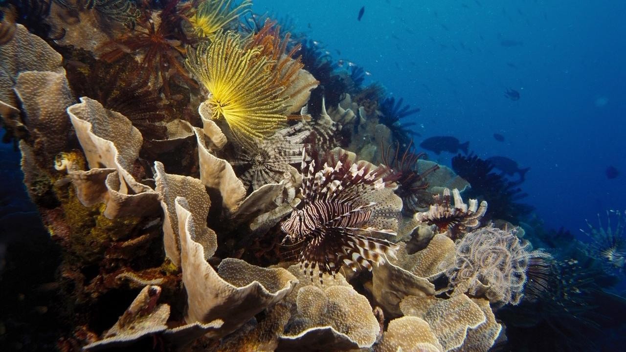 Image du film Under the Sea