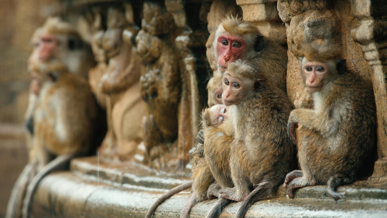 Image du film Au Royaume des Singes