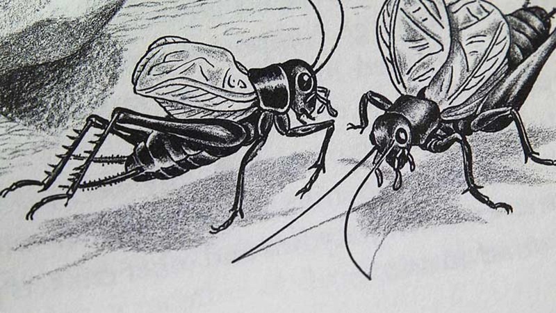 Musical Insekt Musical Insects (2013) | MUBI