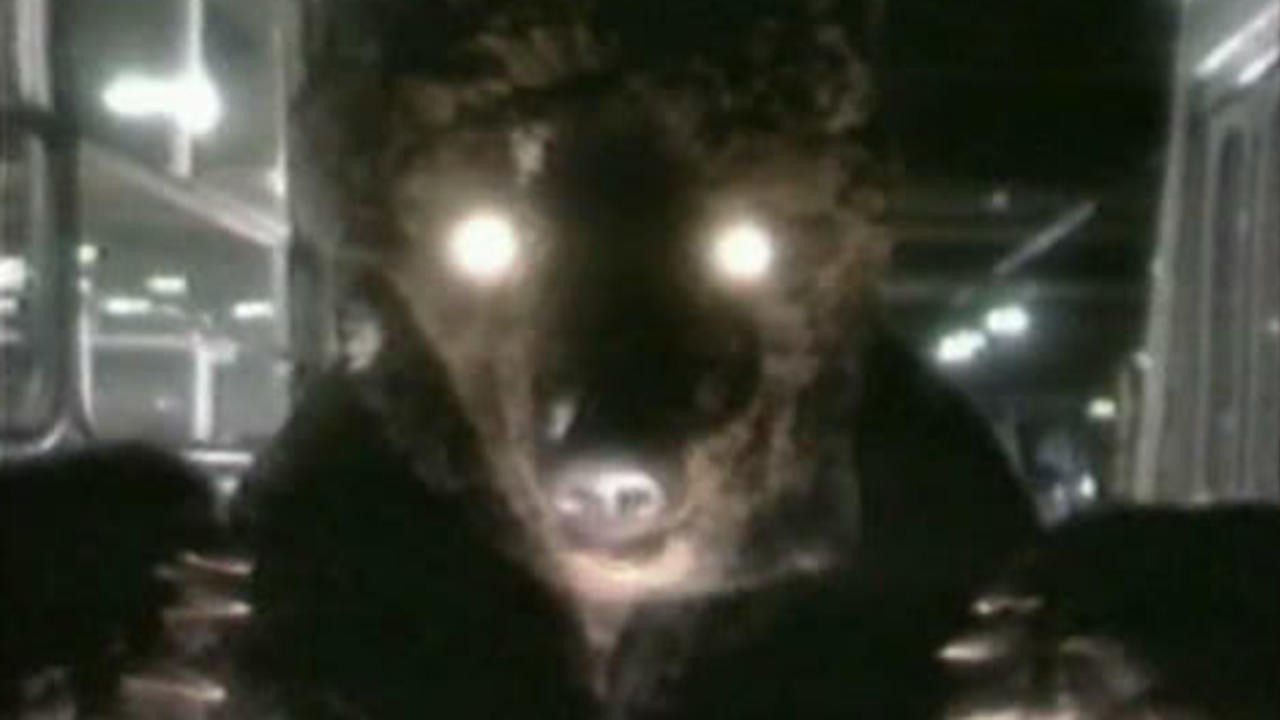 Here Comes the Bear!