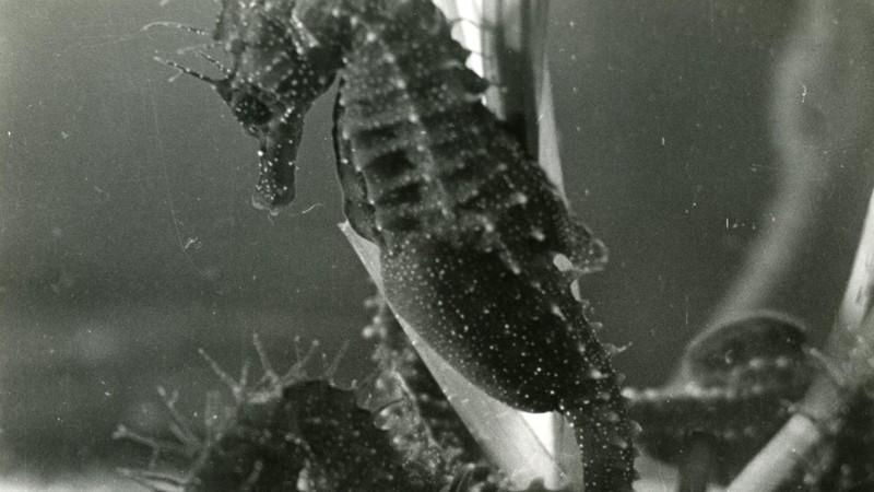 Science Is Fiction: 23 Films by Jean Painlevé