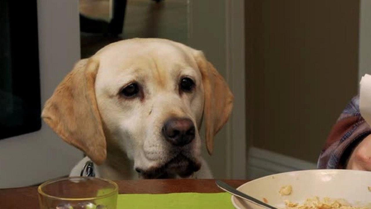 The Dog Who Saved Halloween