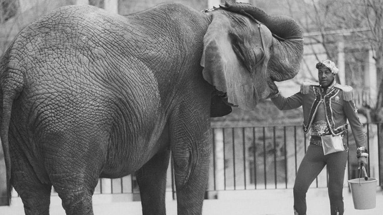 Tyke Elephant Outlaw