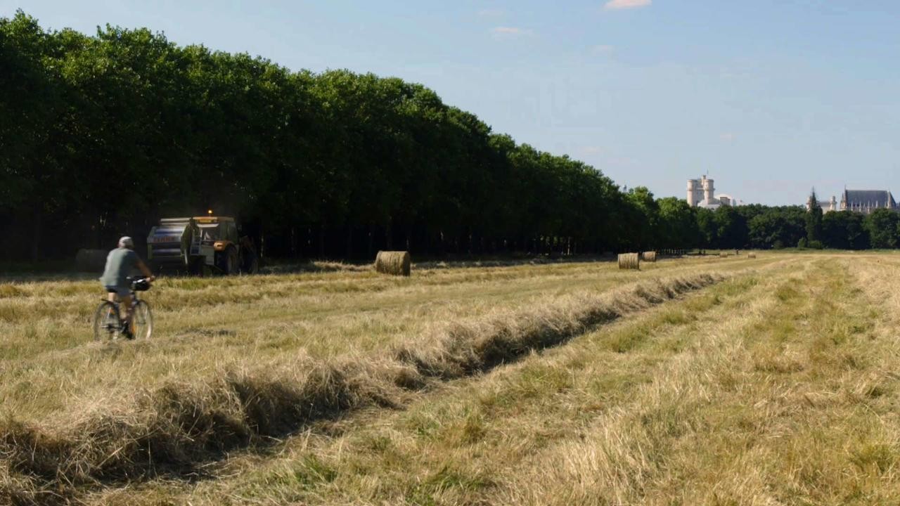 Image du film Le Bois dont les rêves sont faits