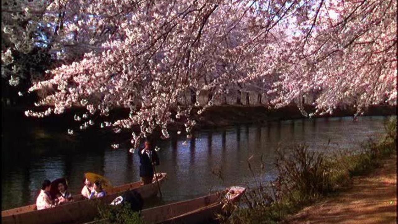 Cherry Blossom Time in Japan