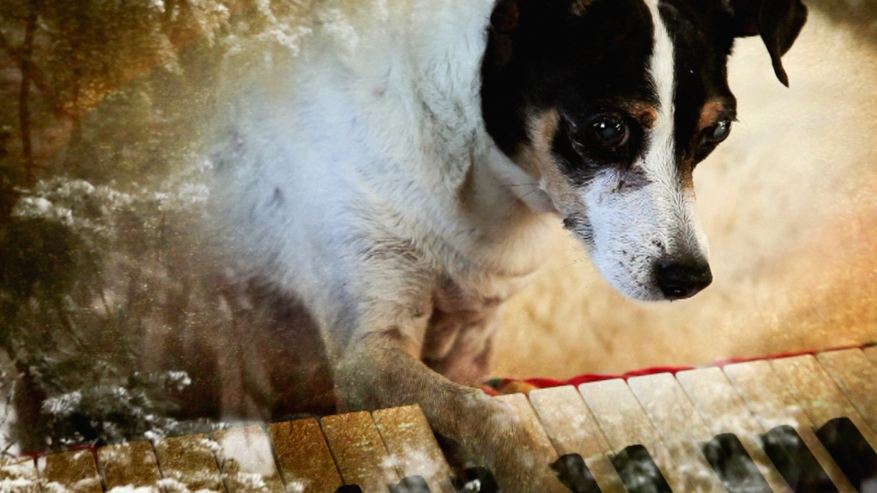 Image du film Heart Of A Dog
