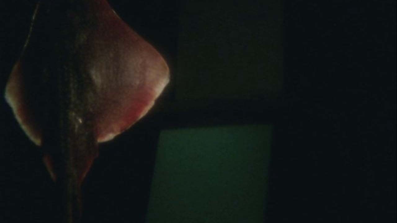 Dream of a Ray Fish (2011) | MUBI