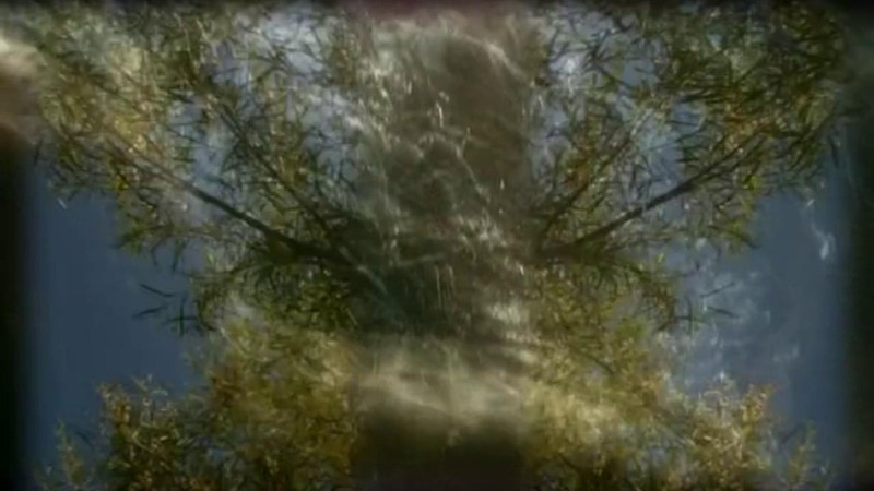 Number One (2007) MUBI