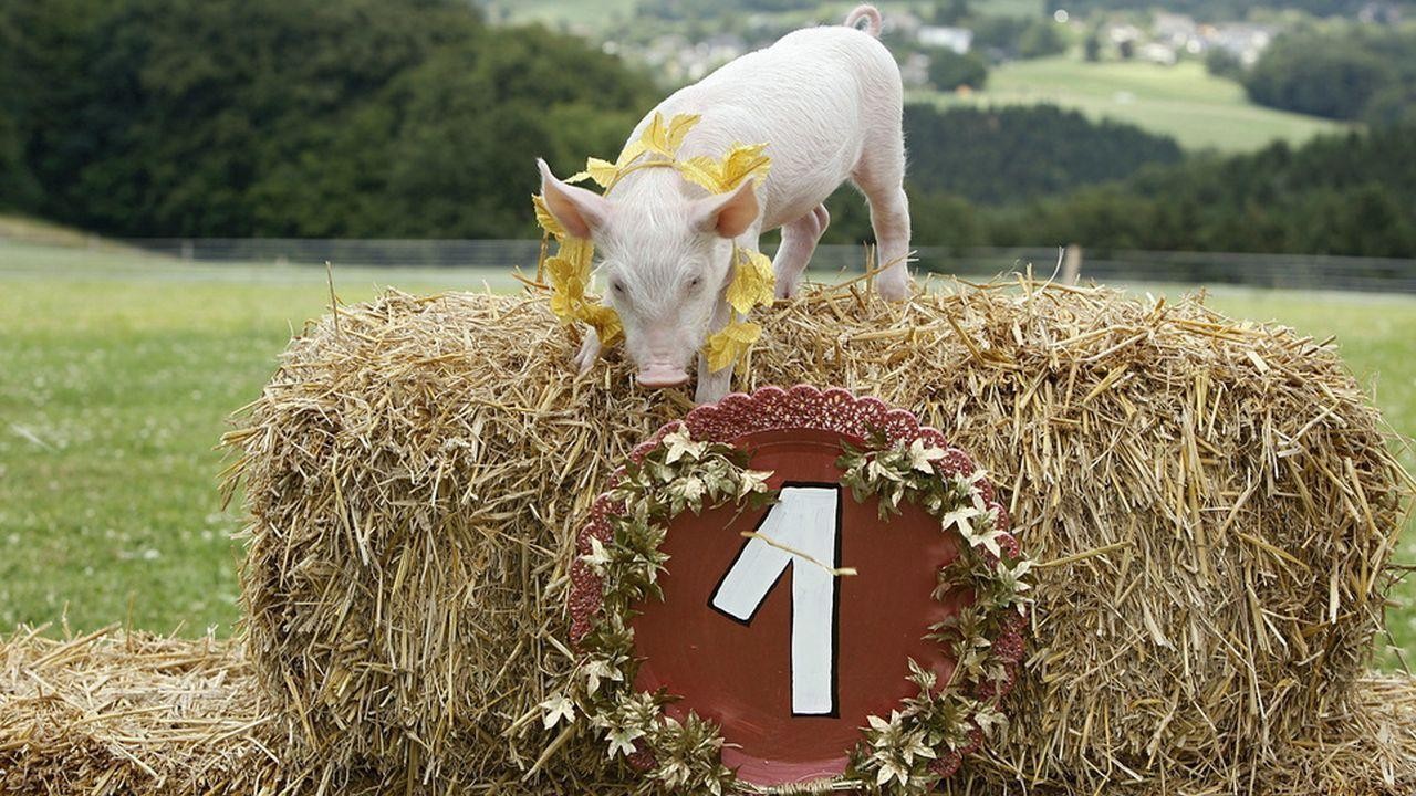 Rennschwein Rudi Rüssel