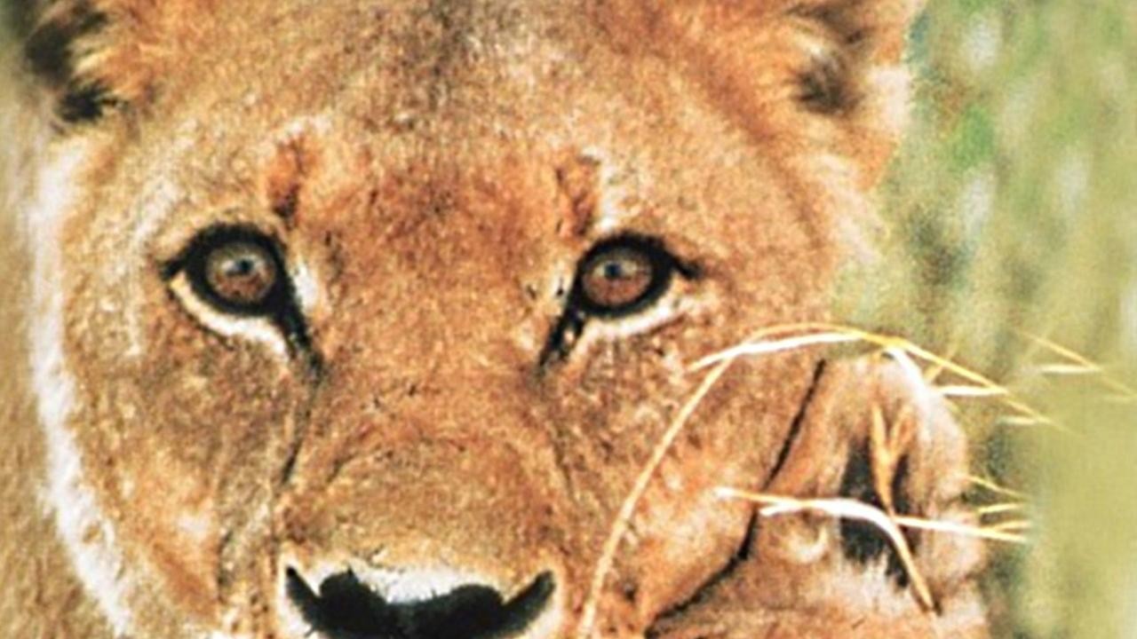 Born Free: A New Adventure