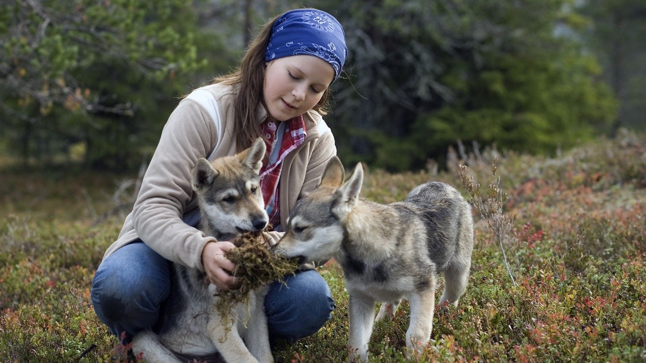 Mystery of the Wolf