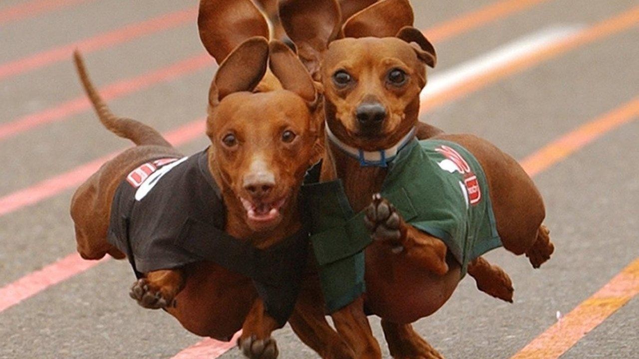 Wiener Dog Nationals