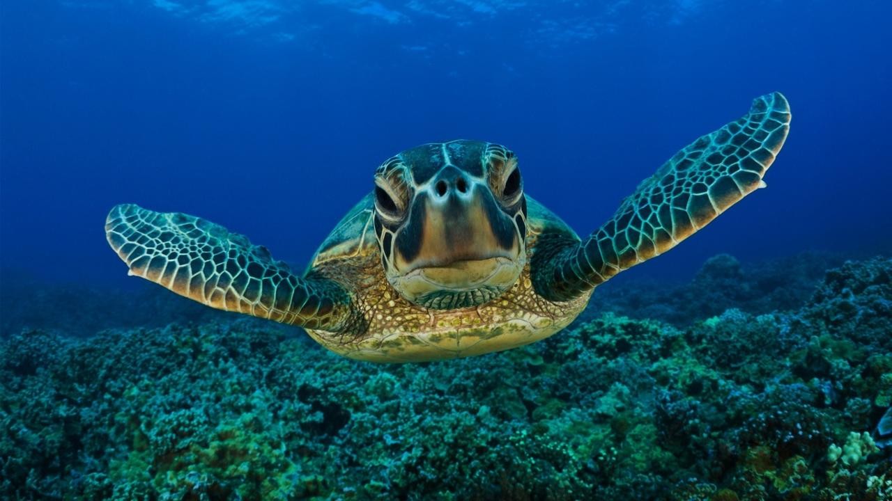 Exploring the Reef