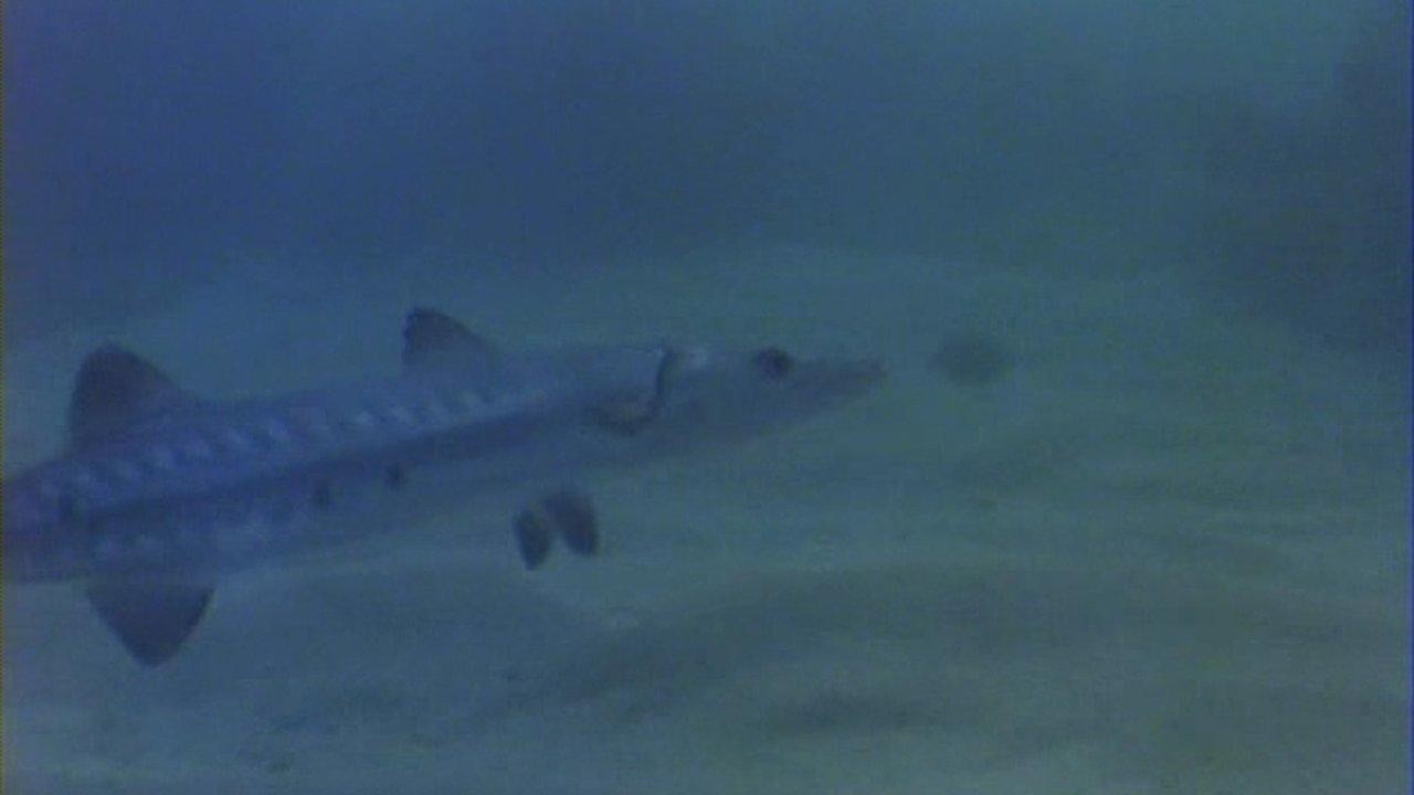 Barracuda
