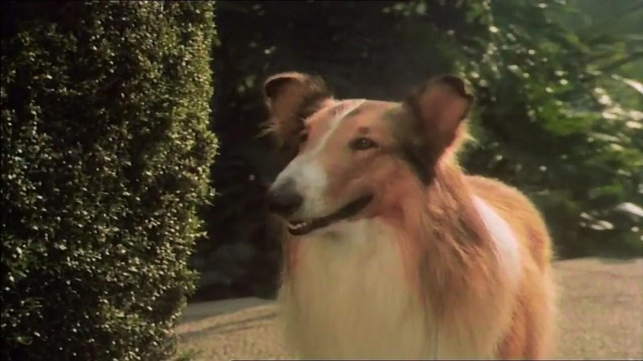 Magic of Lassie