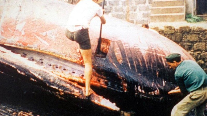 Mario Ruspoli, prince des baleines et autres raretés
