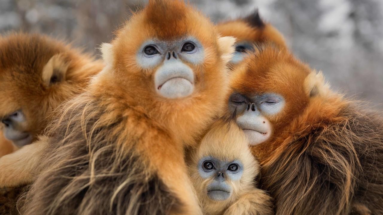 Image du film Nés en Chine