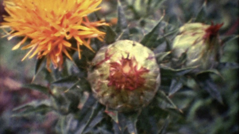 Shades of Safflower-dyed Celluloid