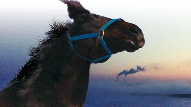 The Horses of Fukushima