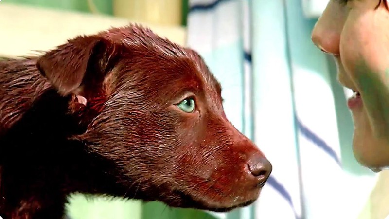 Red Dog: True Blue