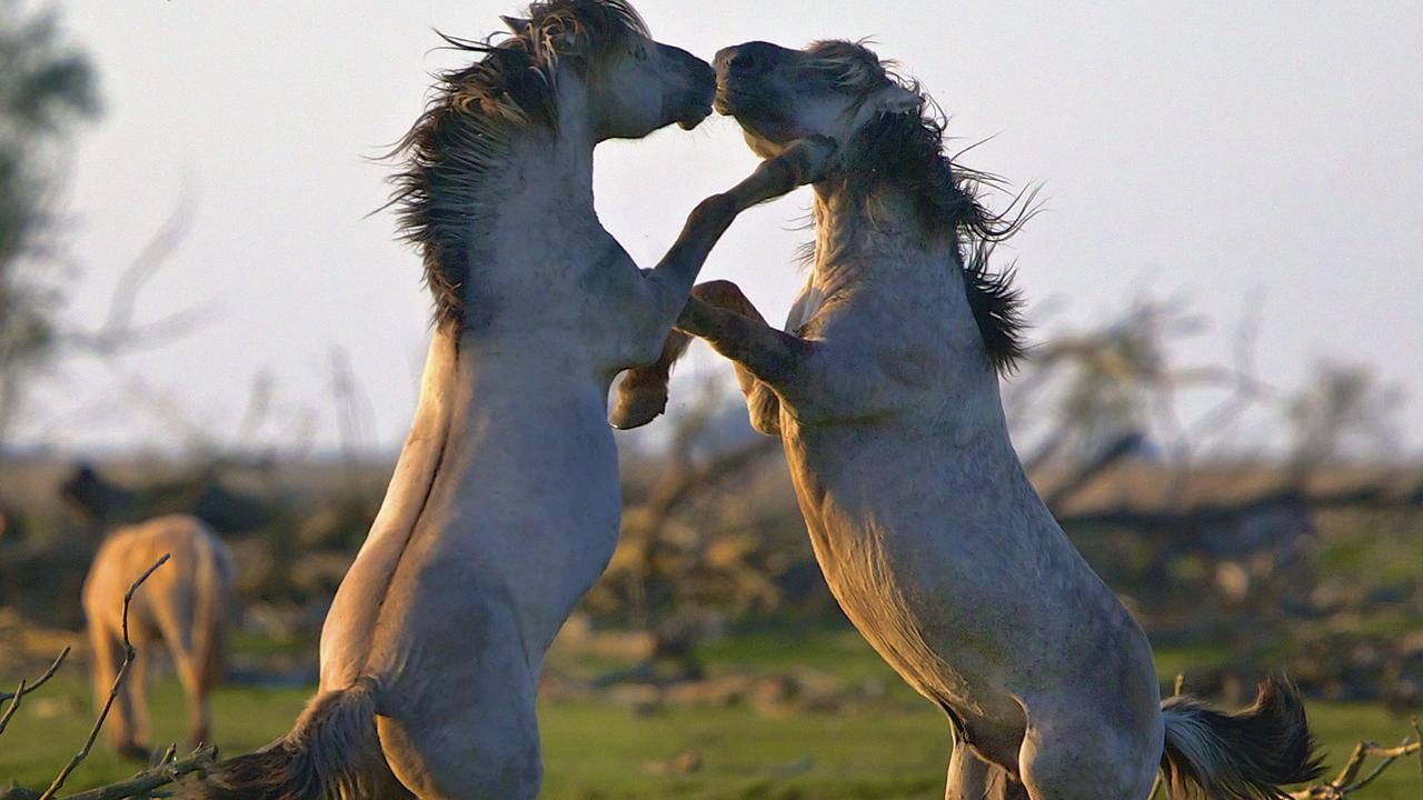 Image du film Les Saisons