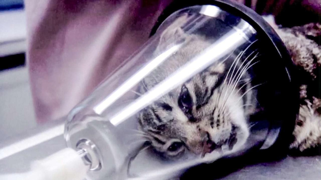Animals Under Anaesthesia: Speculations on the Dreamlife of Beasts
