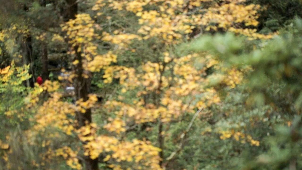 The Monk in the Forest