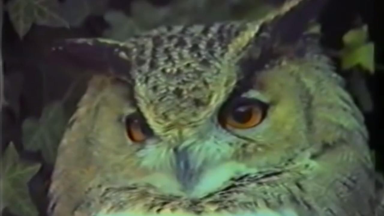 An Owl Is an Owl Is an Owl