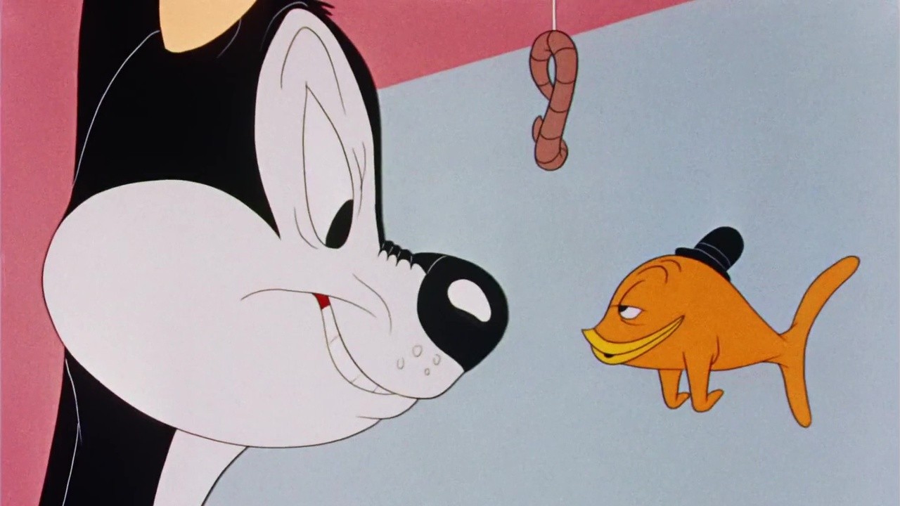 Fin n' Catty
