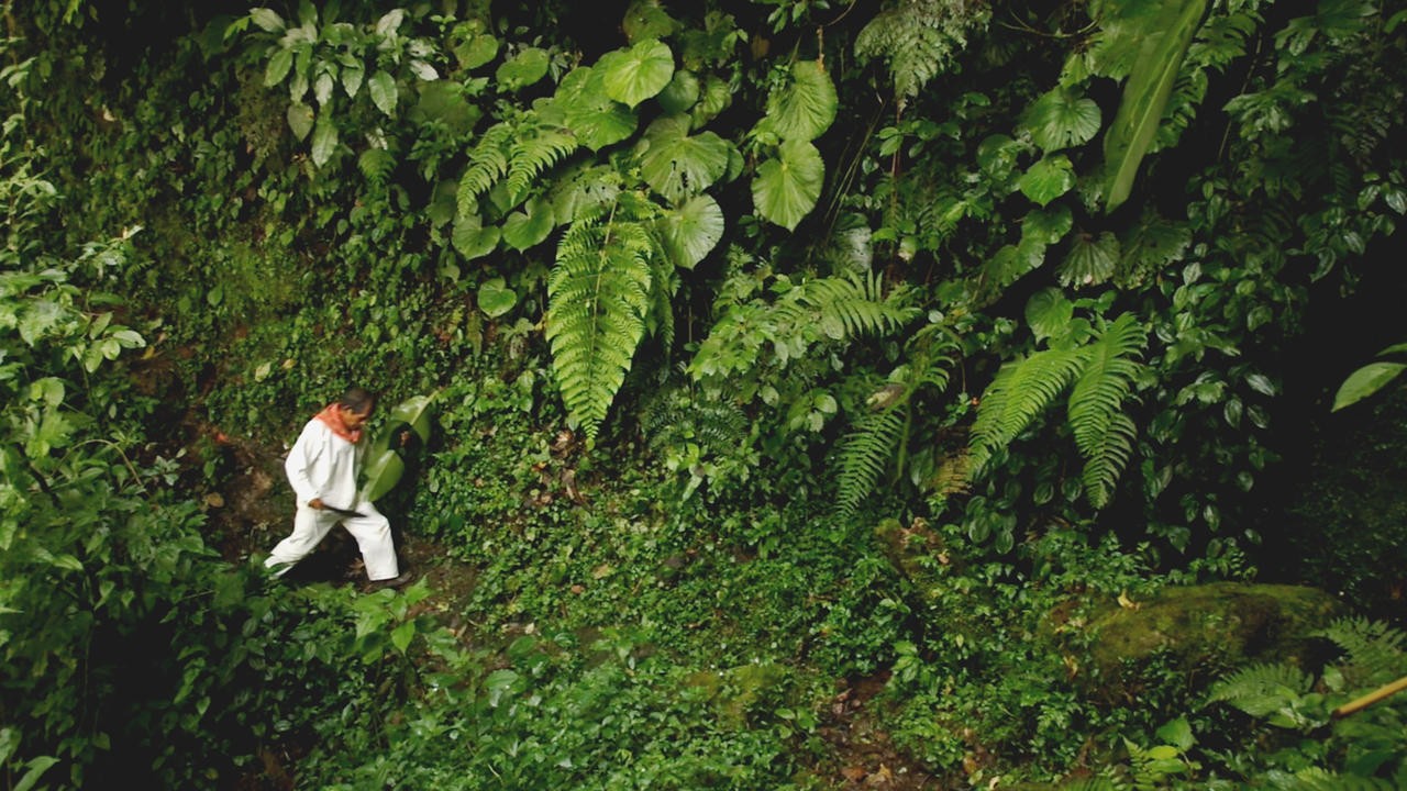 The Modern Jungle