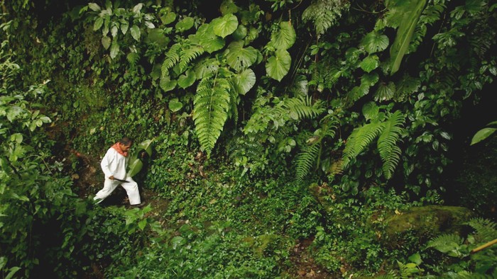 The Modern Jungle