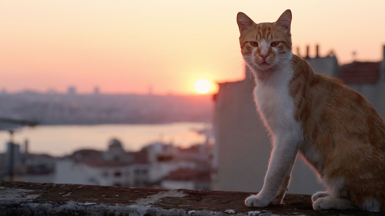 Image du film Kedi - Des chats et des hommes