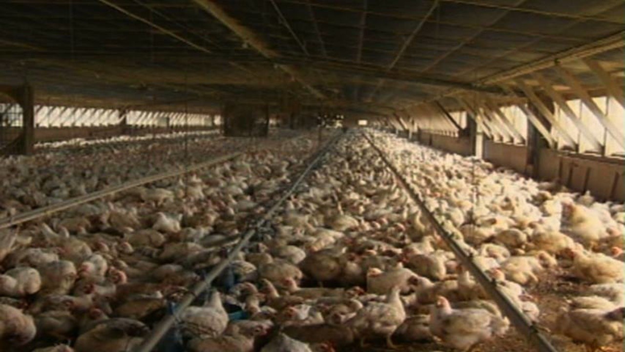 A River of Waste: The Hazardous Truth About Factory Farms