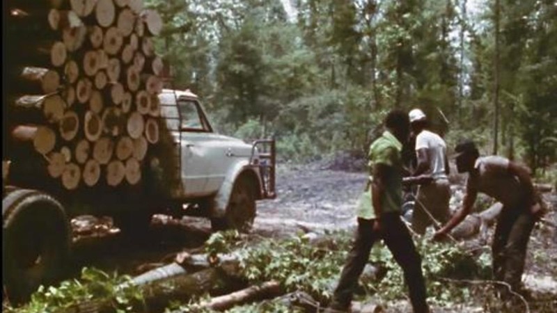 Woodcutters of the Deep South
