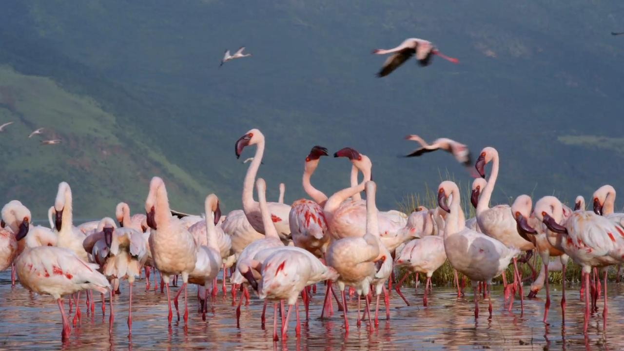 Image du film Nature