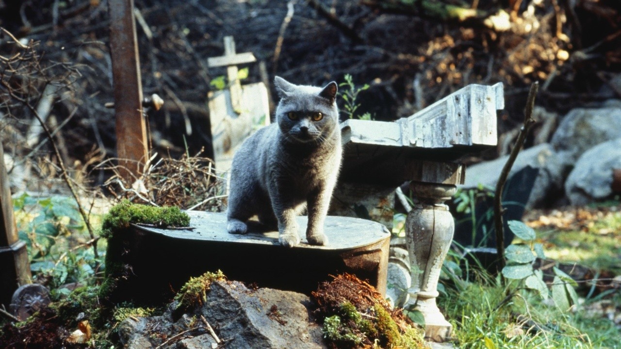 Image du film Simetierre