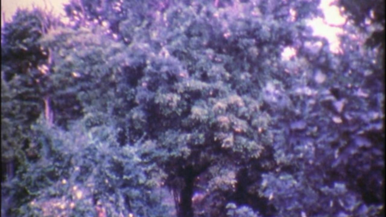 Pear Tree