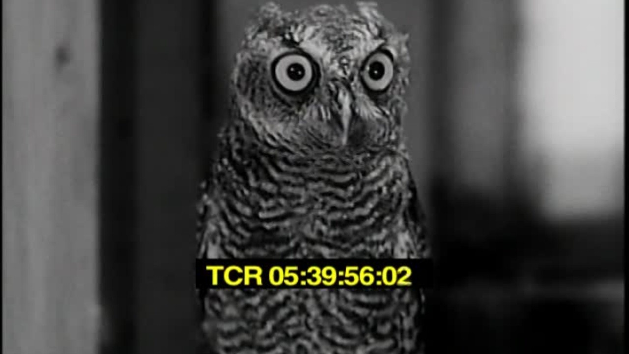 Speaking of Animals Down on the Farm