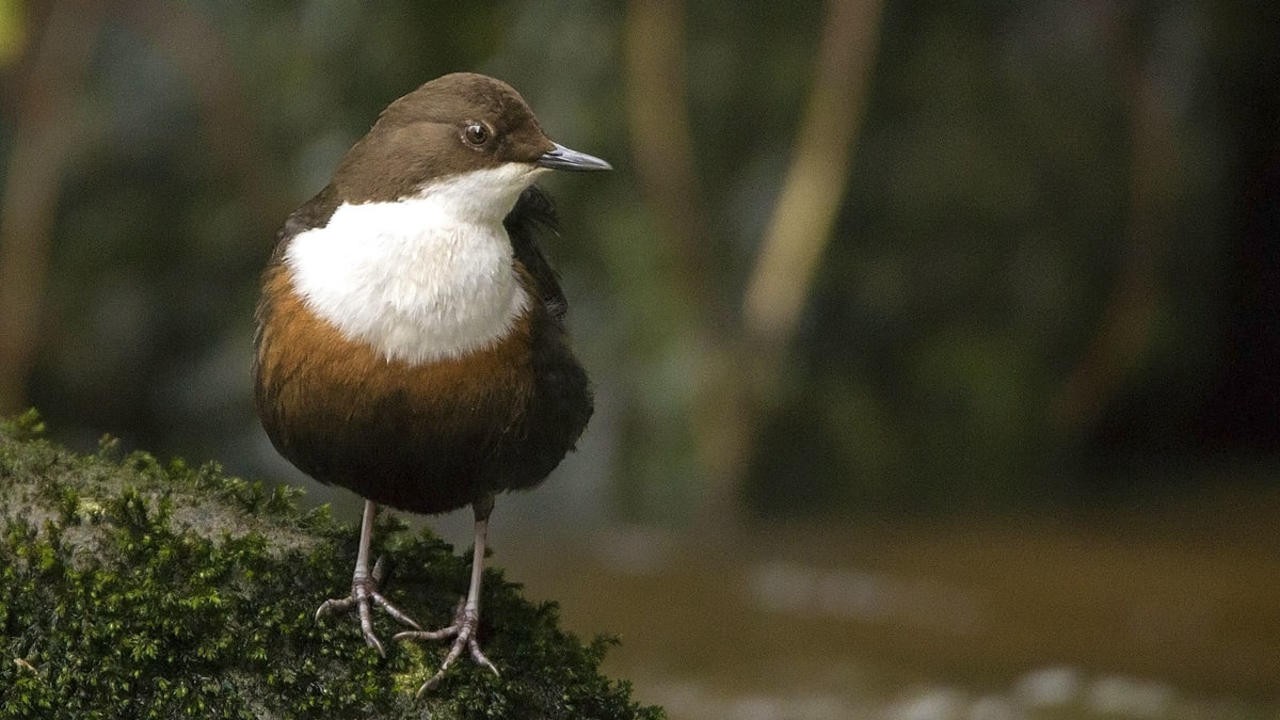 Dipper from the Water of Leith