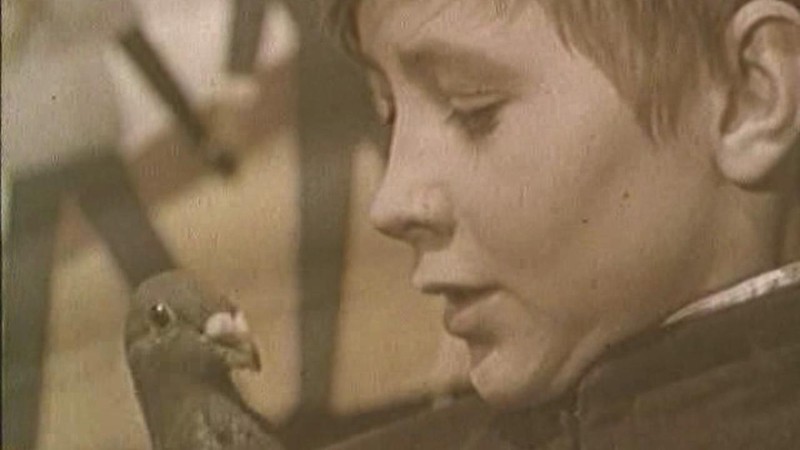 The Boy and the Pigeon