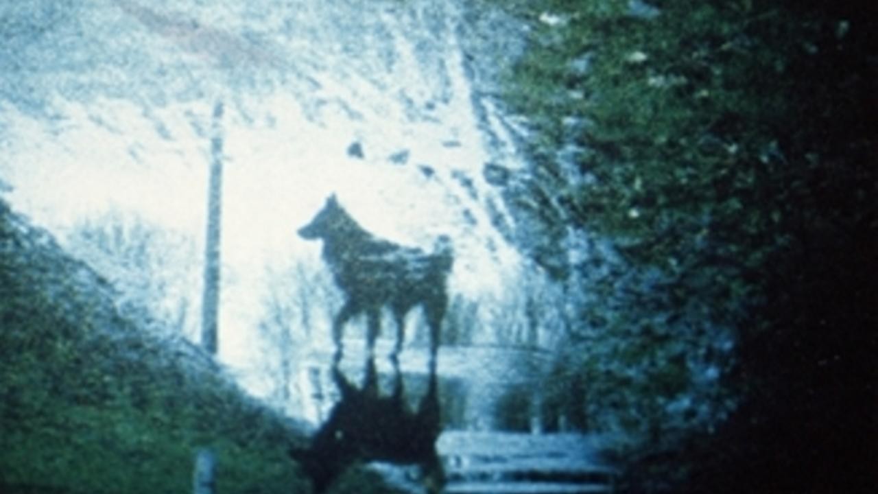 Under the Trees