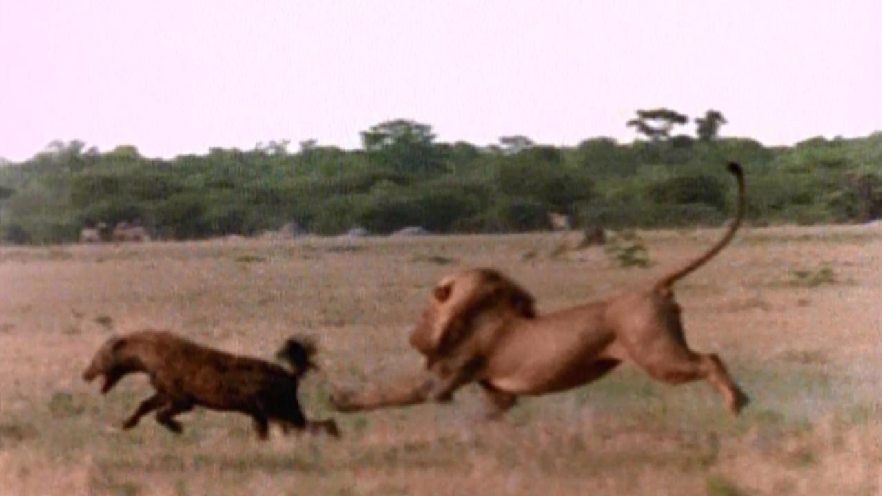 Eternal Enemies: Lions and Hyenas