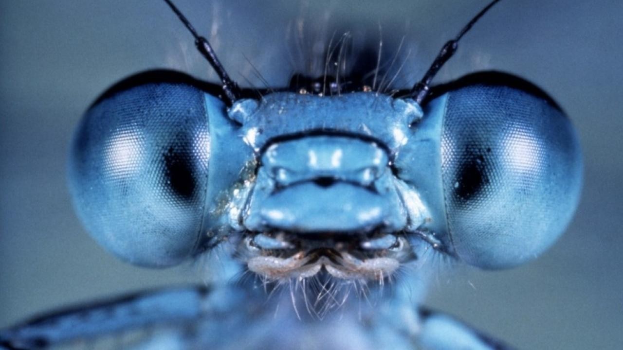 Image du film Microcosmos: Le peuple de l'herbe