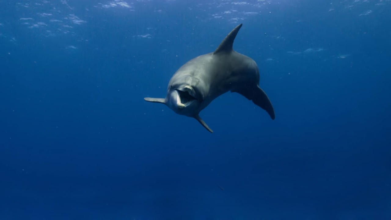 Dolphins