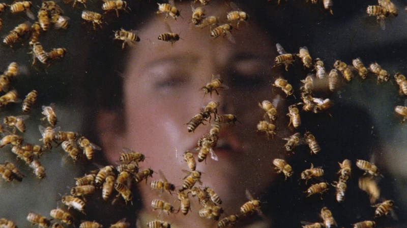 The Revenge of the Savage Bees