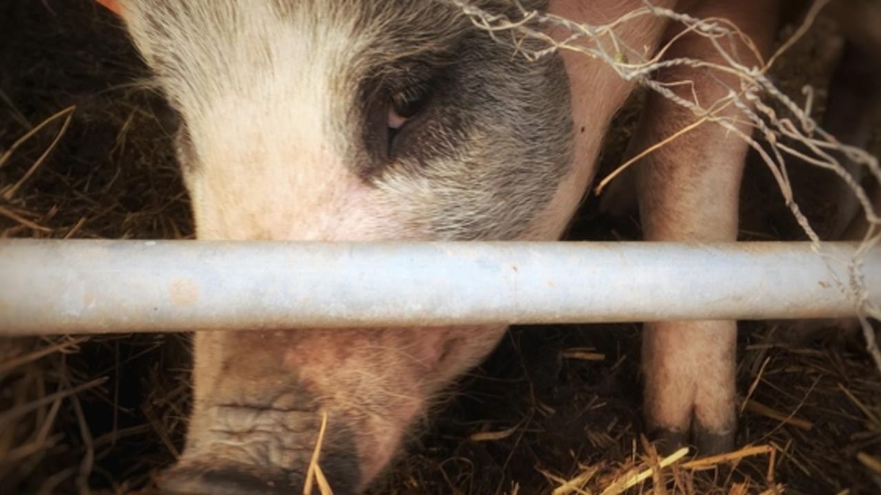 Oink