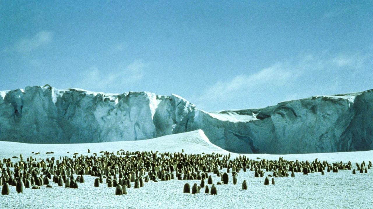 The Congress of Penguins