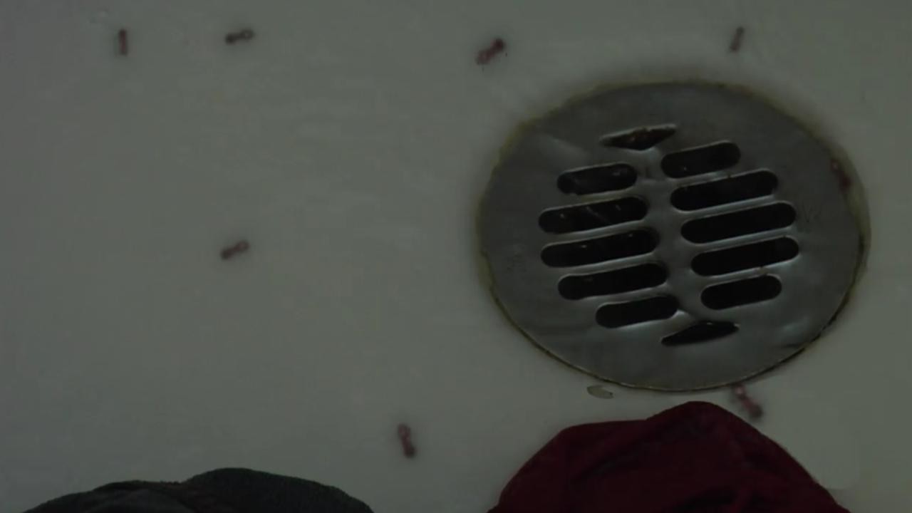 Invicta (Killer Ants)