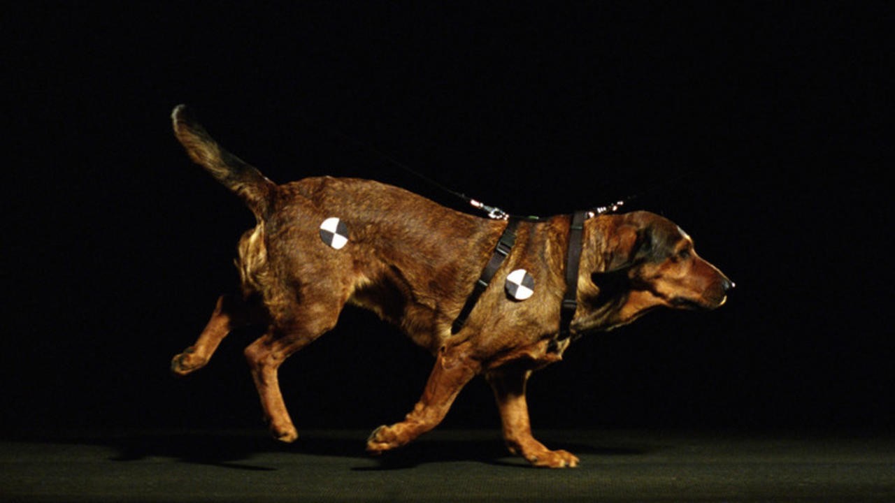 SpaceTimeDog (2010) | MUBI