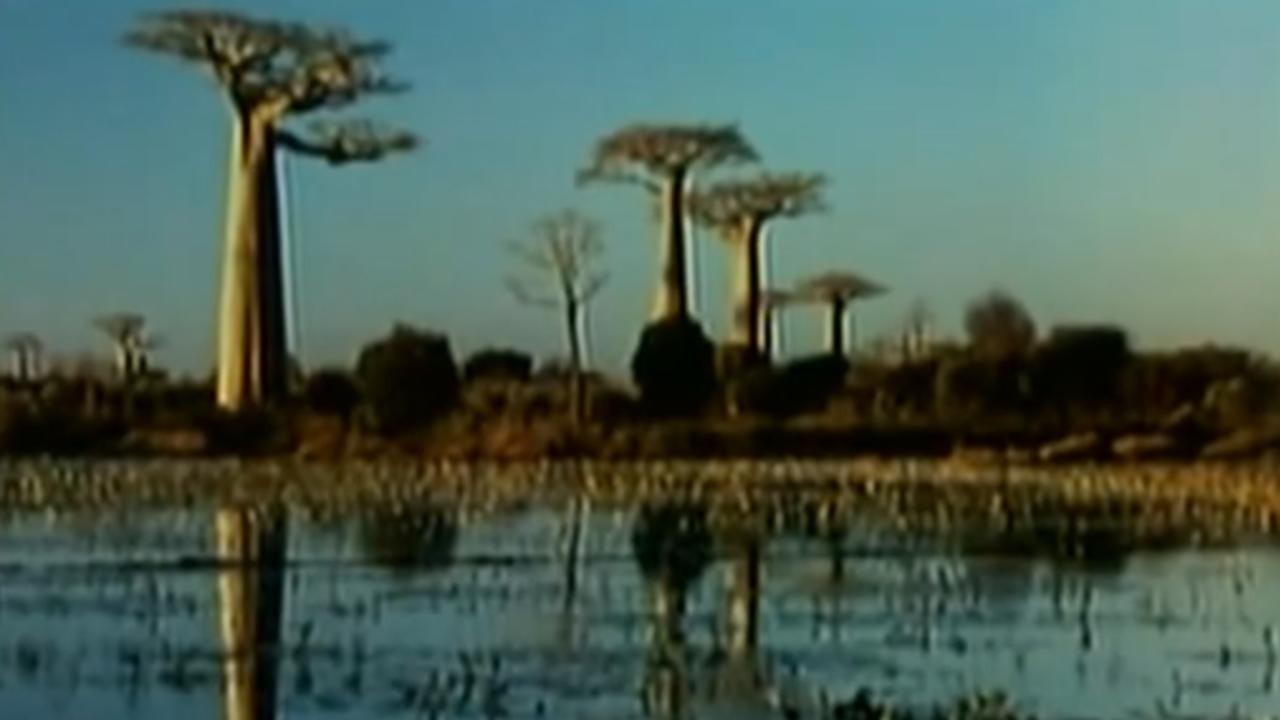 Image du film Arbres